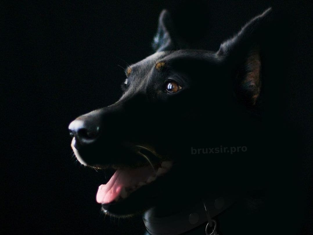 bruxsir.pro 7